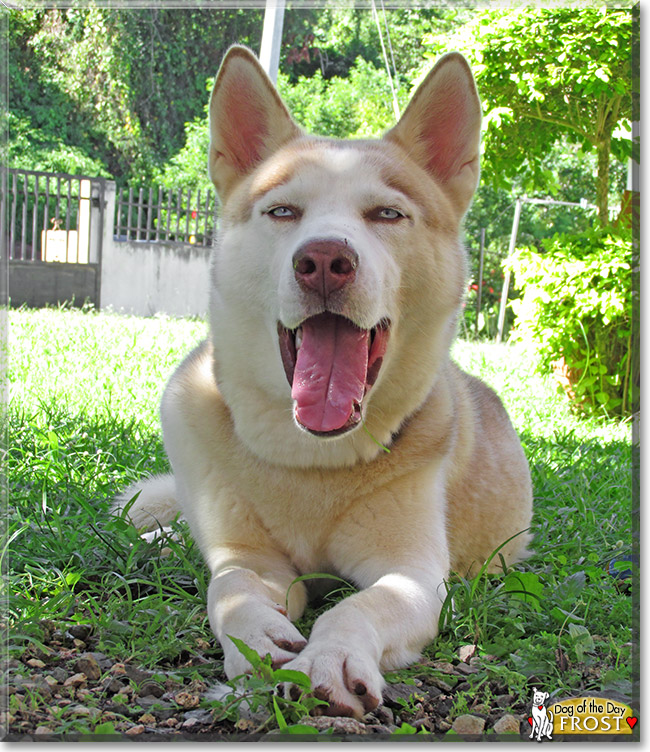 Frost, the Dog of the Day