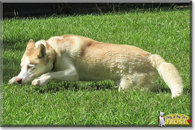 Frost, the Dog of the Day