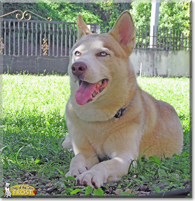 Frost, the Dog of the Day