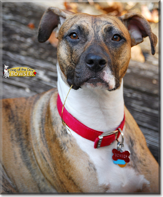 Bowser, the Dog of the Day