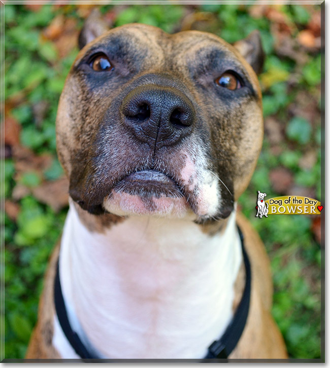 Bowser, the Dog of the Day