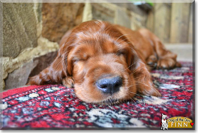 Finn, the Dog of the Day