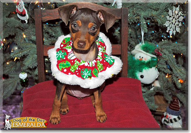 Esmeralda, the Dog of the Day