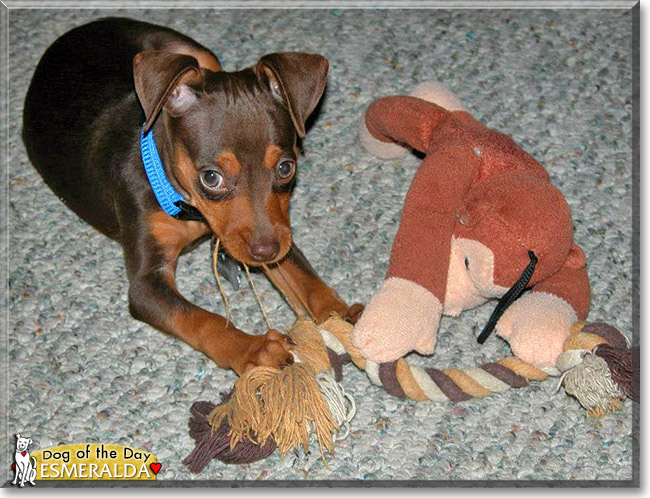 Esmeralda, the Dog of the Day