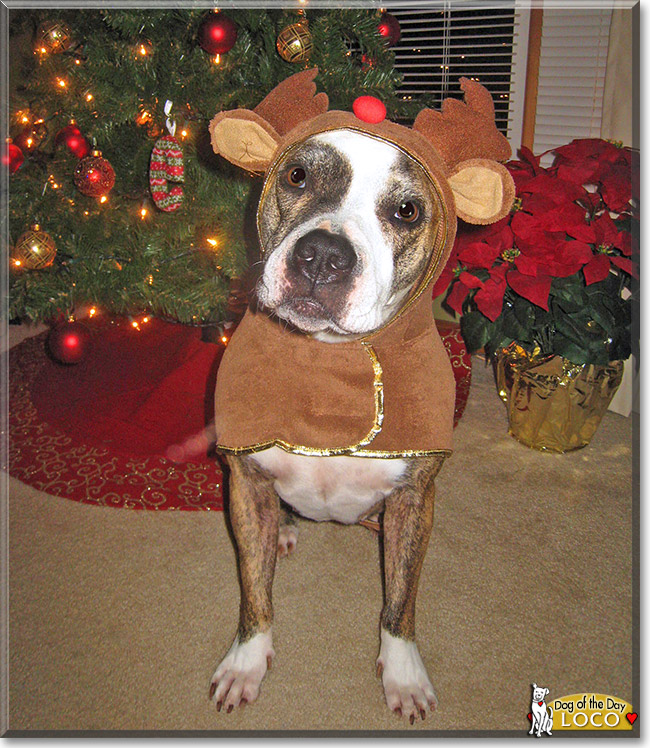 Loco, the Dog of the Day Loco, the Dog of the Day