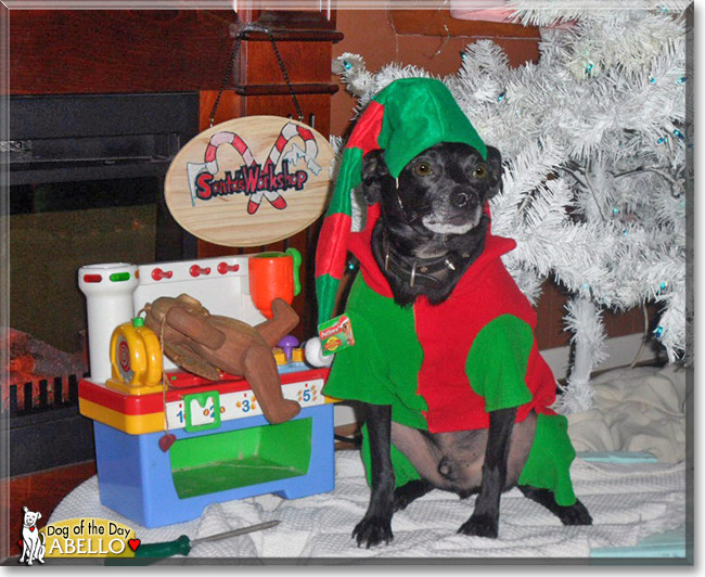 Abello, the Dog of the Day