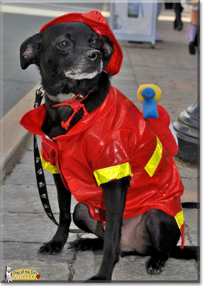Abello, the Dog of the Day