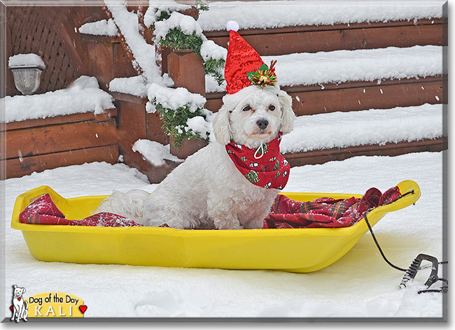 Kali, the Dog of the Day