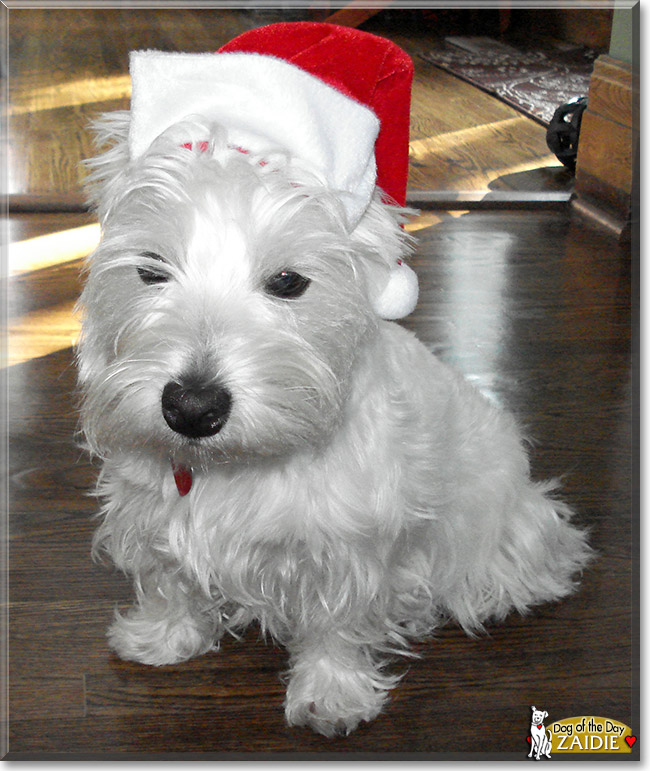 Zaidie, the Dog of the Day