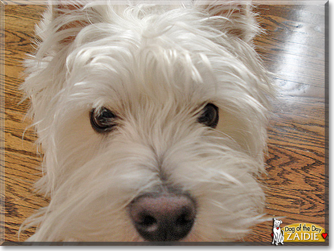 Zaidie, the Dog of the Day