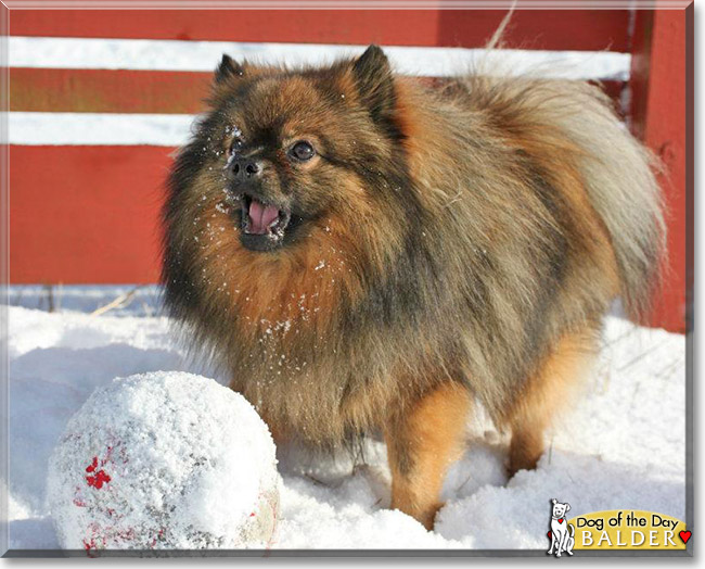 Balder, the Dog of the Day