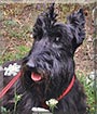 Nathan the Scottish Terrier