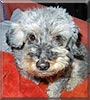 Charley the Miniature Schnauzer, Poodle