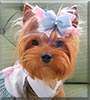 Lizzie the Yorkshire Terrier