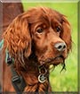 Finn the Irish Setter