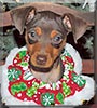 Esmeralda the Toy Miniature Pinscher
