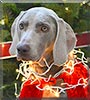 Phoenix the Weimaraner