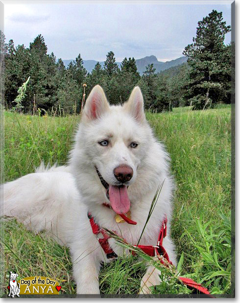 Anya, the Dog of the Day