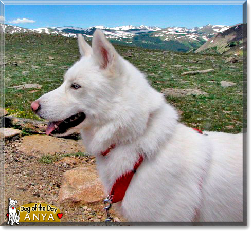 Anya, the Dog of the Day