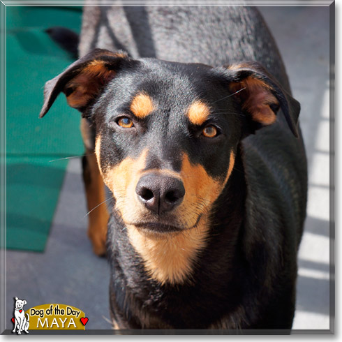 Maya, the Dog of the Day Maya, the Dog of the Day