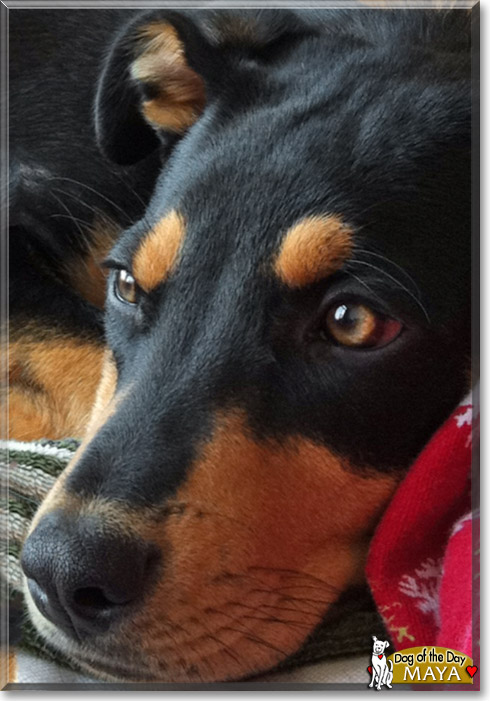 Maya, the Dog of the Day Maya, the Dog of the Day