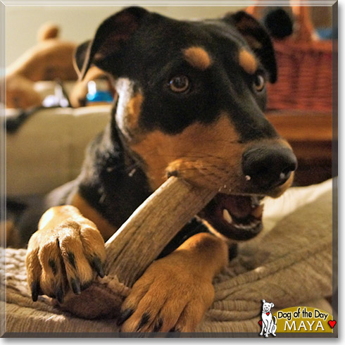 Maya, the Dog of the Day Maya, the Dog of the Day