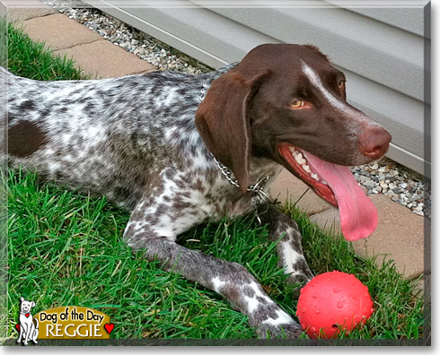 Reggie, the Dog of the Day Reggie, the Dog of the Day