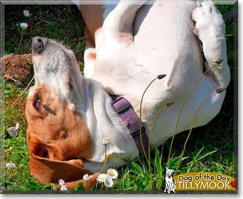 Tillymook, the Dog of the Day