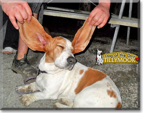 Tillymook, the Dog of the Day
