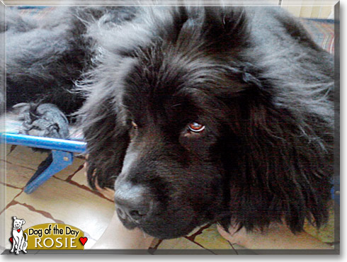 Rosie, the Dog of the Day