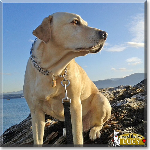 Lucy, the Dog of the Day Lucy, the Dog of the Day