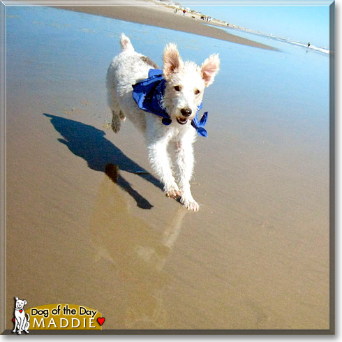 Maddie, the Dog of the Day Maddie, the Dog of the Day