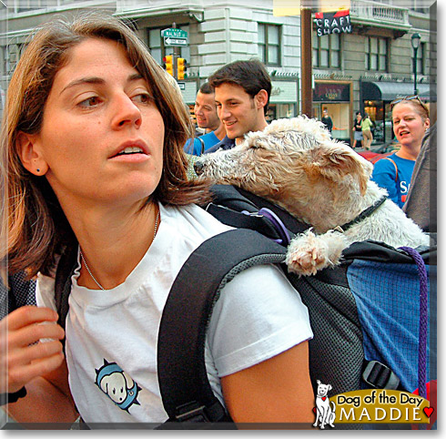 Maddie, the Dog of the Day Maddie, the Dog of the Day