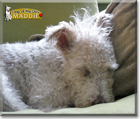 Maddie, the Dog of the Day Maddie, the Dog of the Day