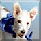 Dog of the Day