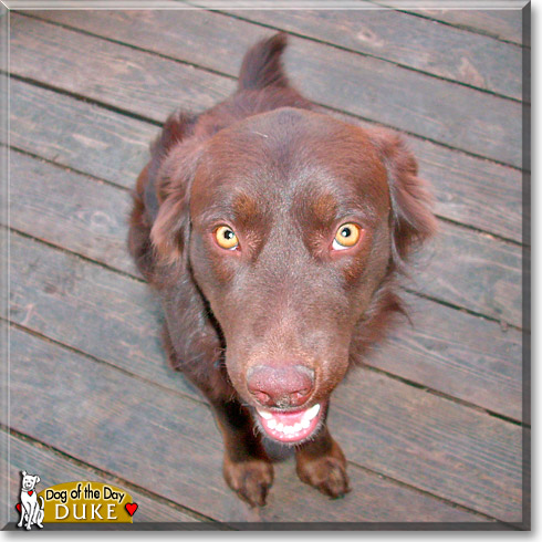 Duke, the Dog of the Day Duke, the Dog of the Day