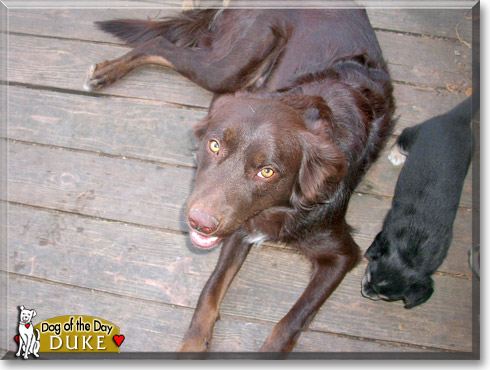 Duke, the Dog of the Day Duke, the Dog of the Day