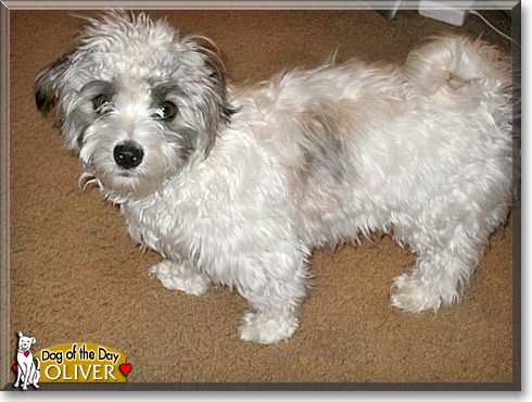 Oliver, the Dog of the Day Oliver, the Dog of the Day