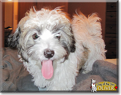 Oliver, the Dog of the Day Oliver, the Dog of the Day
