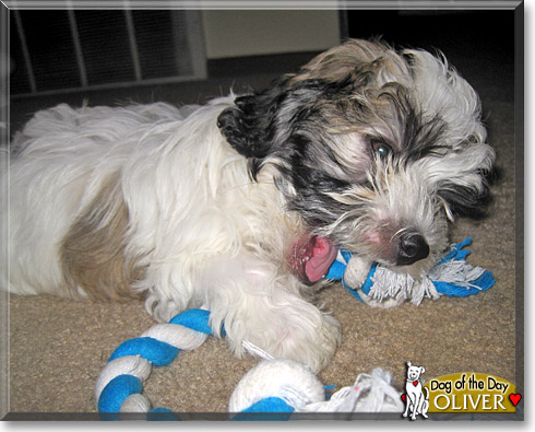 Oliver, the Dog of the Day Oliver, the Dog of the Day