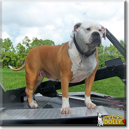 Dolly, the Dog of the Day Dolly, the Dog of the Day