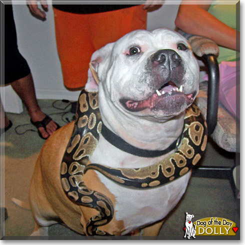 Dolly, the Dog of the Day Dolly, the Dog of the Day