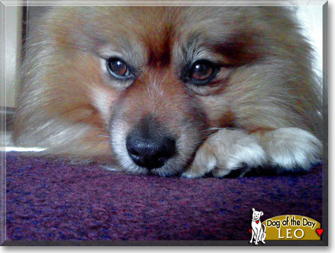 Leo, the Dog of the Day