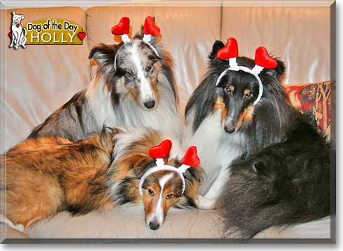 Holly, the Dog of the Day Holly, the Dog of the Day