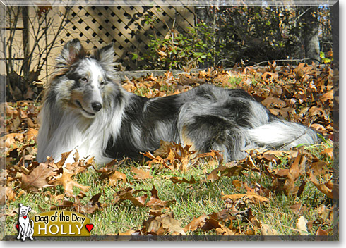 Holly, the Dog of the Day Holly, the Dog of the Day