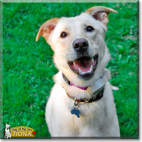 Fiona, the Dog of the Day Fiona, the Dog of the Day