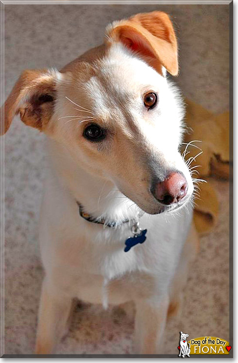 Fiona, the Dog of the Day Fiona, the Dog of the Day