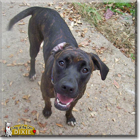Dixie, the Dog of the Day Dixie, the Dog of the Day