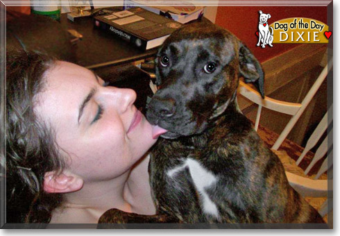 Dixie, the Dog of the Day Dixie, the Dog of the Day