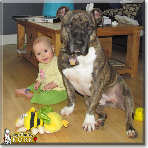 Kork, the Dog of the Day Kork, the Dog of the Day